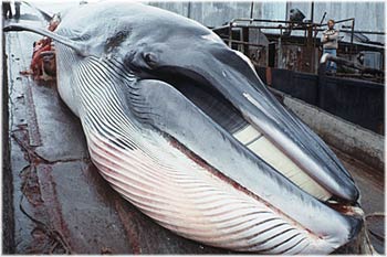 Allow whale slaughter