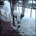SnowGathering 402.jpg